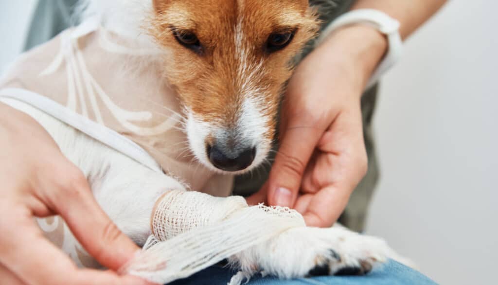 when should you use hydrogen peroxide on dogs wounds