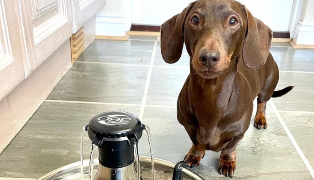 dachshund standing next to water fountain