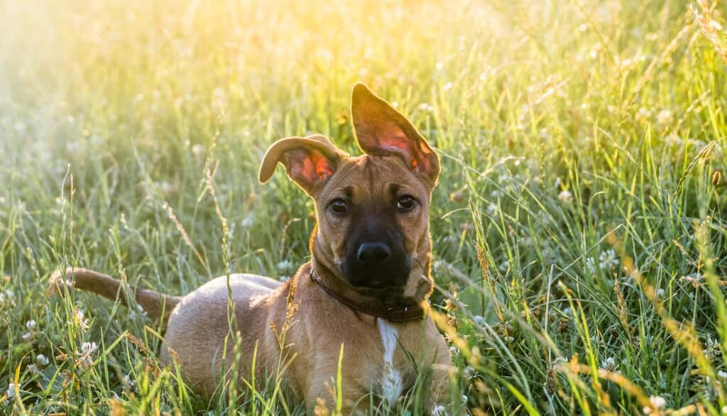 dog laying in the grass