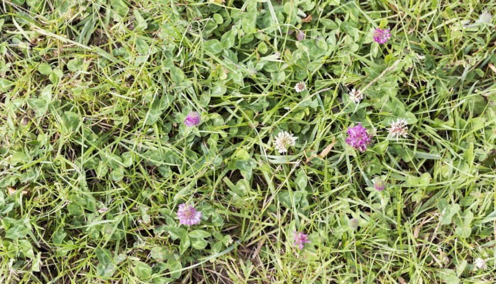weeds in the midst of grass