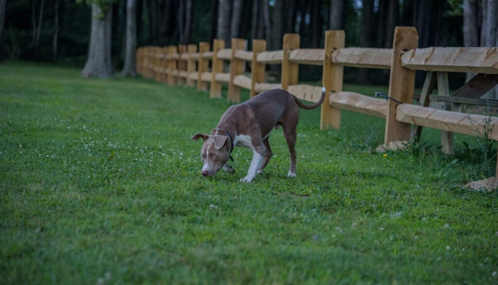 dog sniffing grass