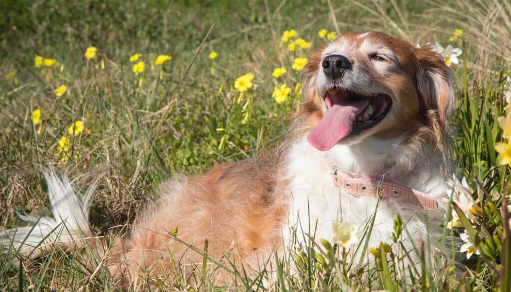 dog laying in weeds and flowers