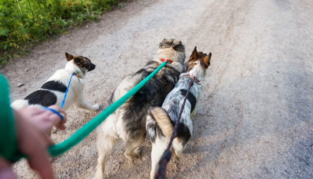 dogs walking together on a trail