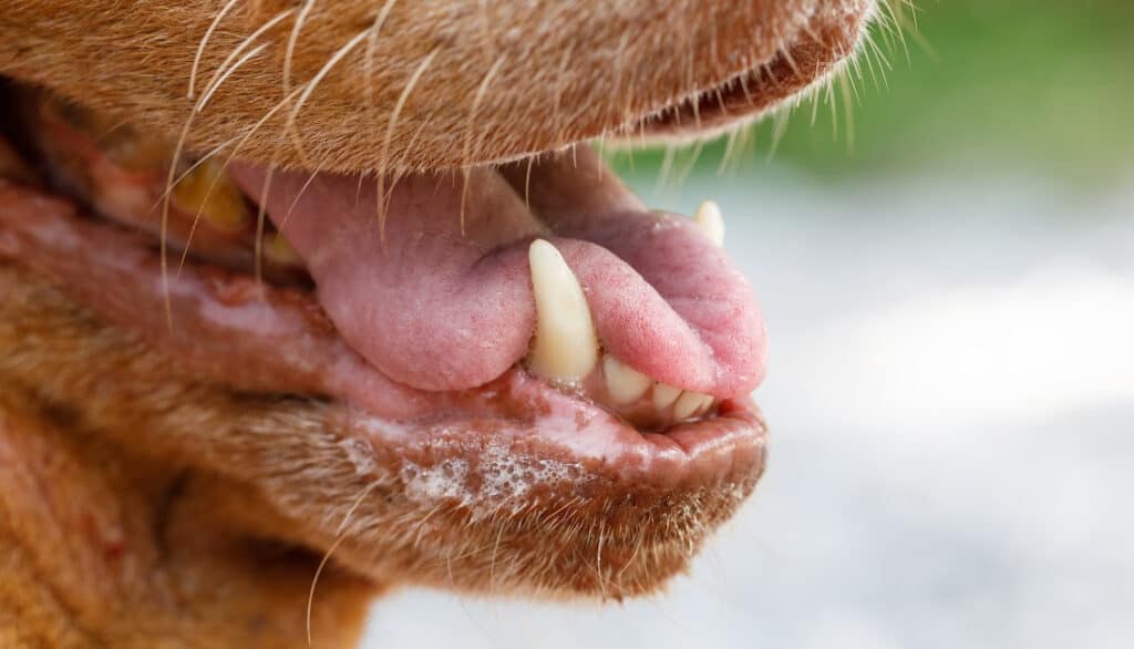 close up of dogs mouth while panting