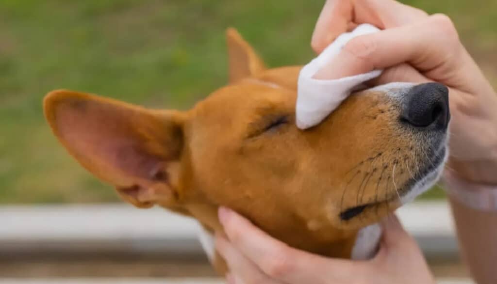 antifungal wipes for dogs