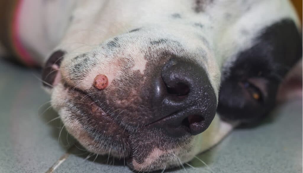 wart on dogs face