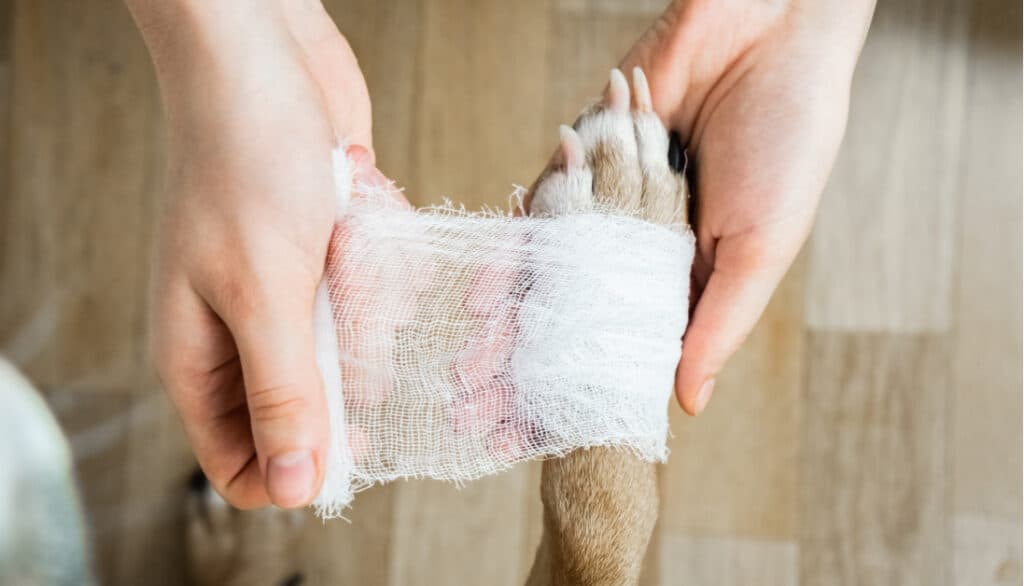 how to clean a dog wound with saline