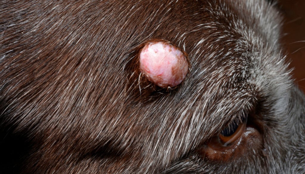 wart on dogs head