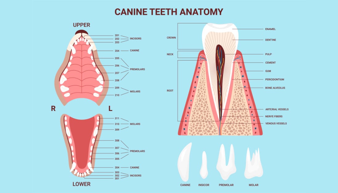 canine tooth anatomy