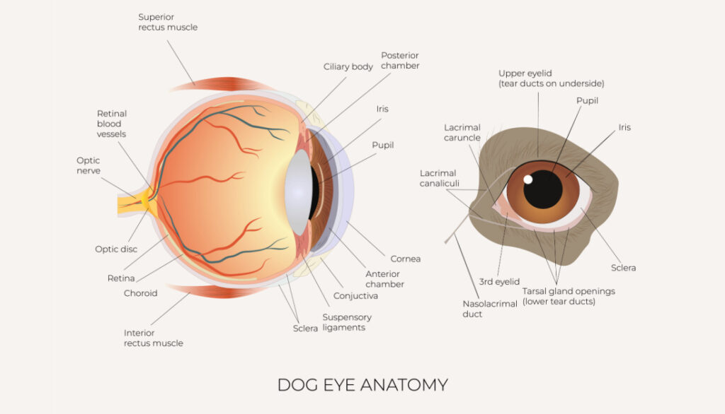 dog eye chart