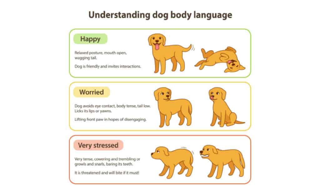 Understanding dog body language is key to a happy, healthy relationship
