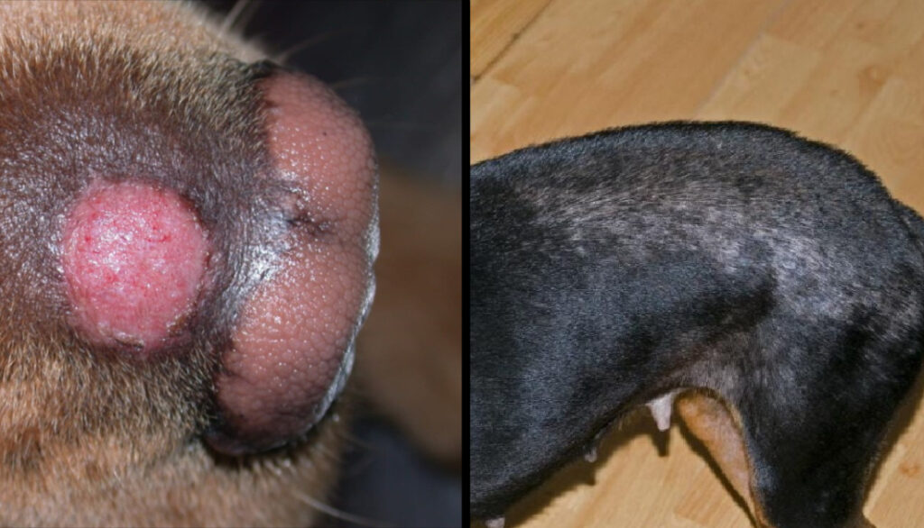 ringworm vs flea allergy dermatitis in dogs