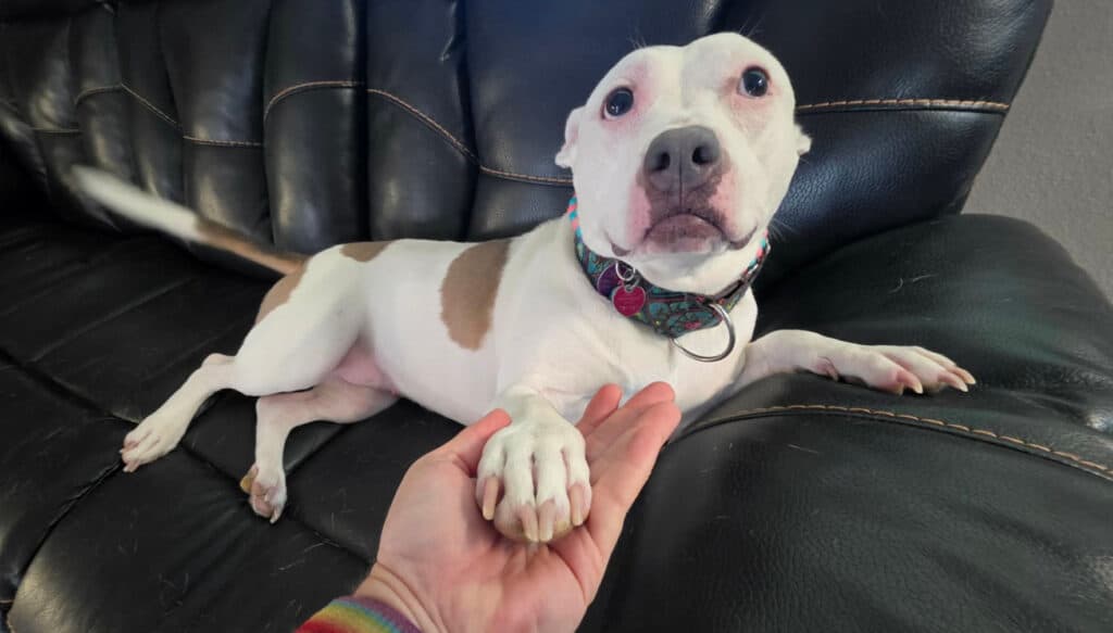 White and tan dog resting on a couch while a person holds her paw, showing mildly overgrown toenails.