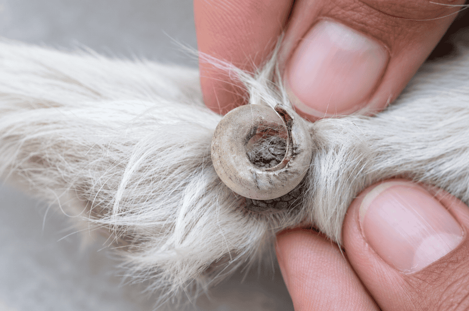 What Should You Do If Your Dog Has A Toenail Curled Into Their Paw? A Step By Step Guide