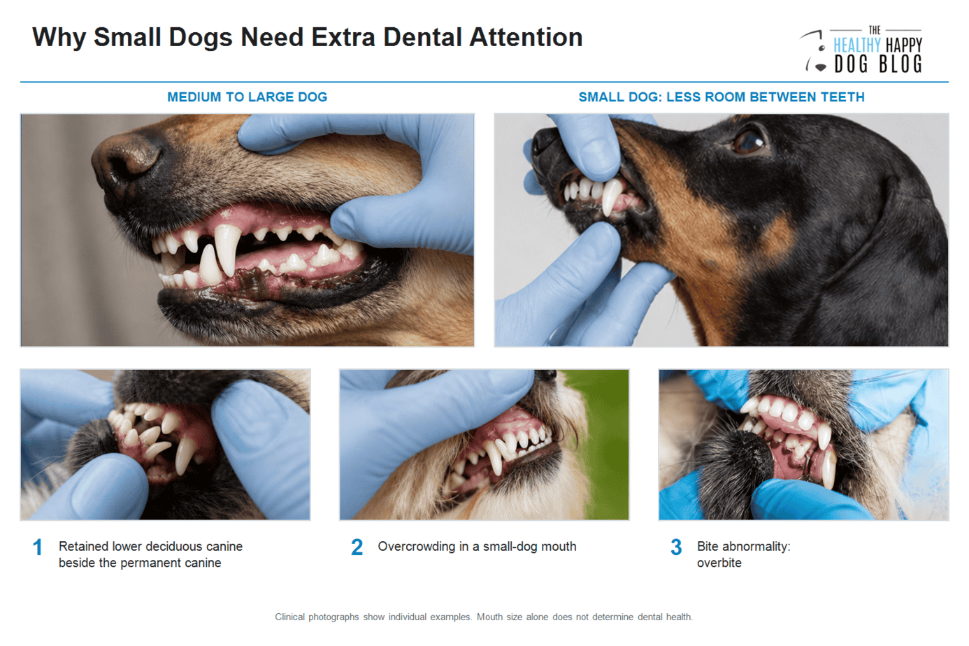 Veterinary comparison of dental crowding, a retained deciduous canine, and an overbite in small dogs