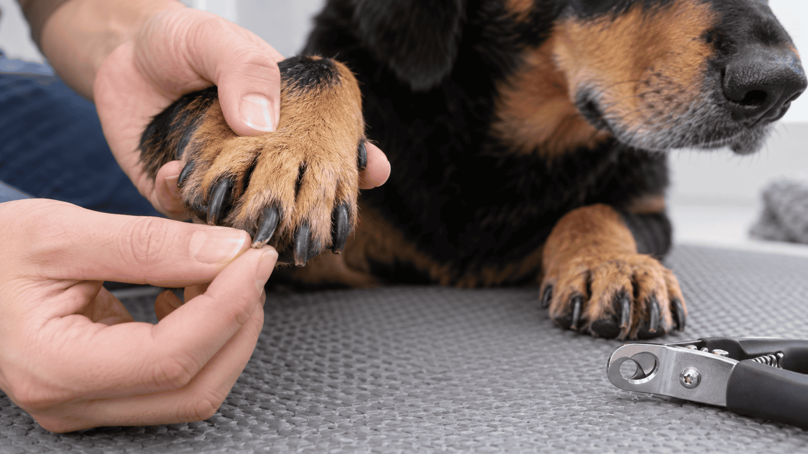 Caregiver inspecting the dark free tips of a dog's nails on a non-slip mat.