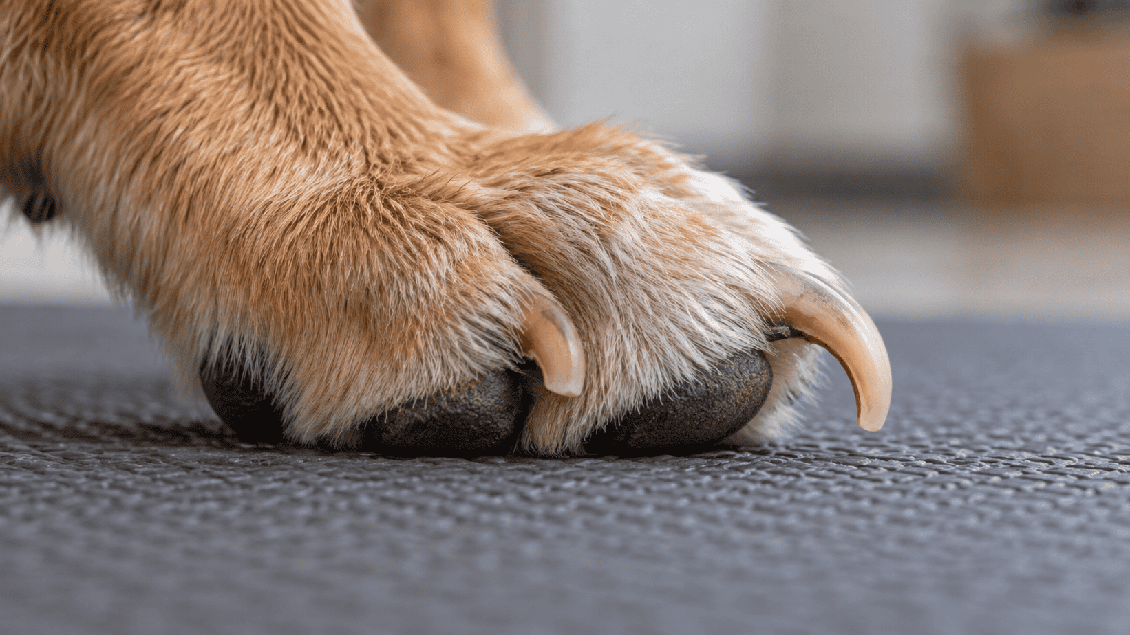 Close side view of a dog’s curved toenail with its free tip clear of the paw pad.