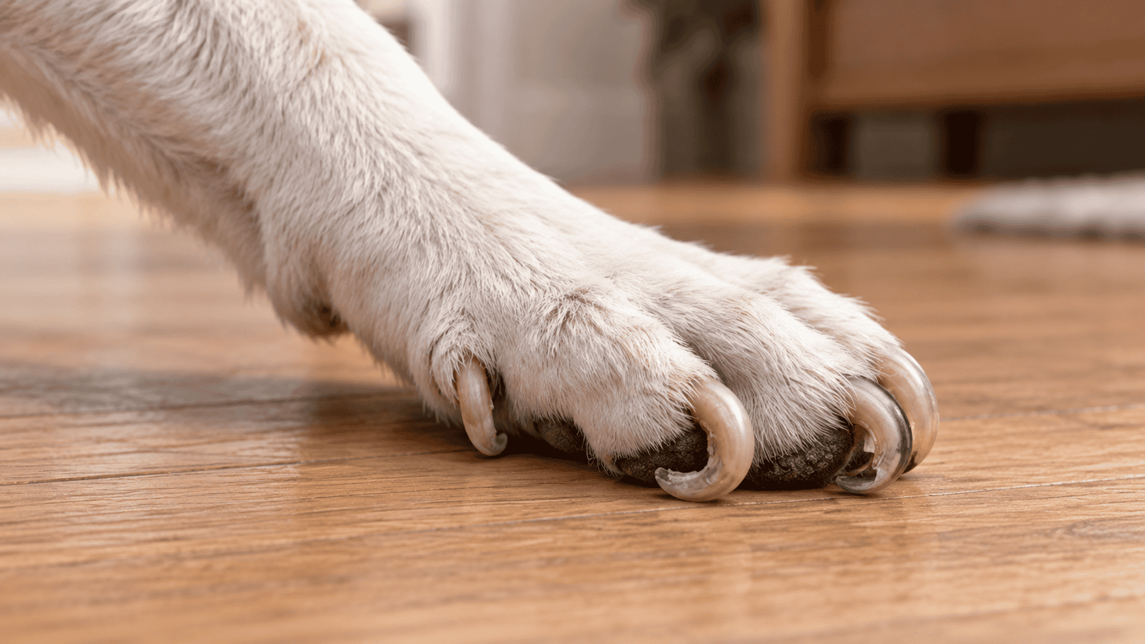 Close side view of a white dog’s overgrown front toenails curling beneath the toes toward the paw pads.