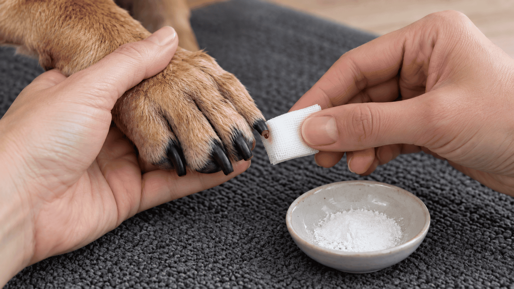 Applying gauze and styptic powder after accidentally cutting a dog's nail quick.