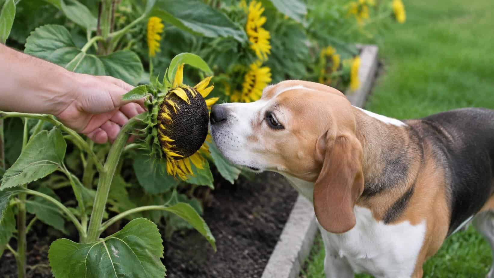 Beagle safely sniffing a sunflower seed head held out of reach in a garden