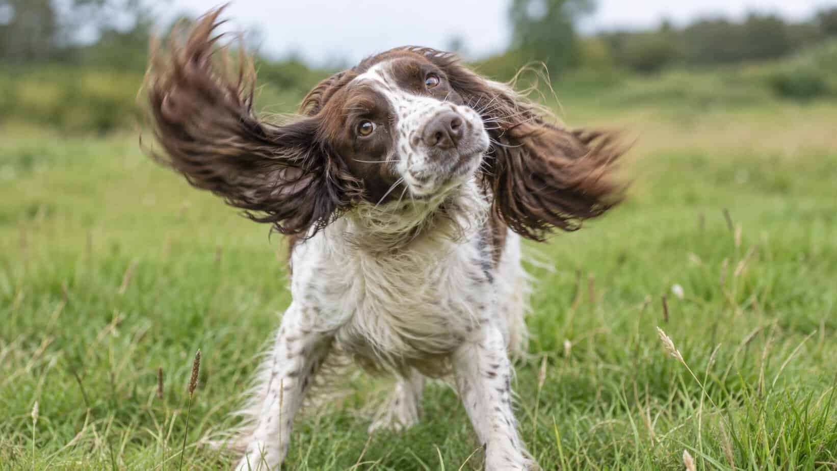 Spaniel shakes its head with ears extended, a sign of possible ear irritation