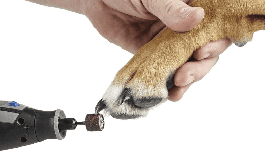 Nail grinder briefly touching a supported dog nail tip.