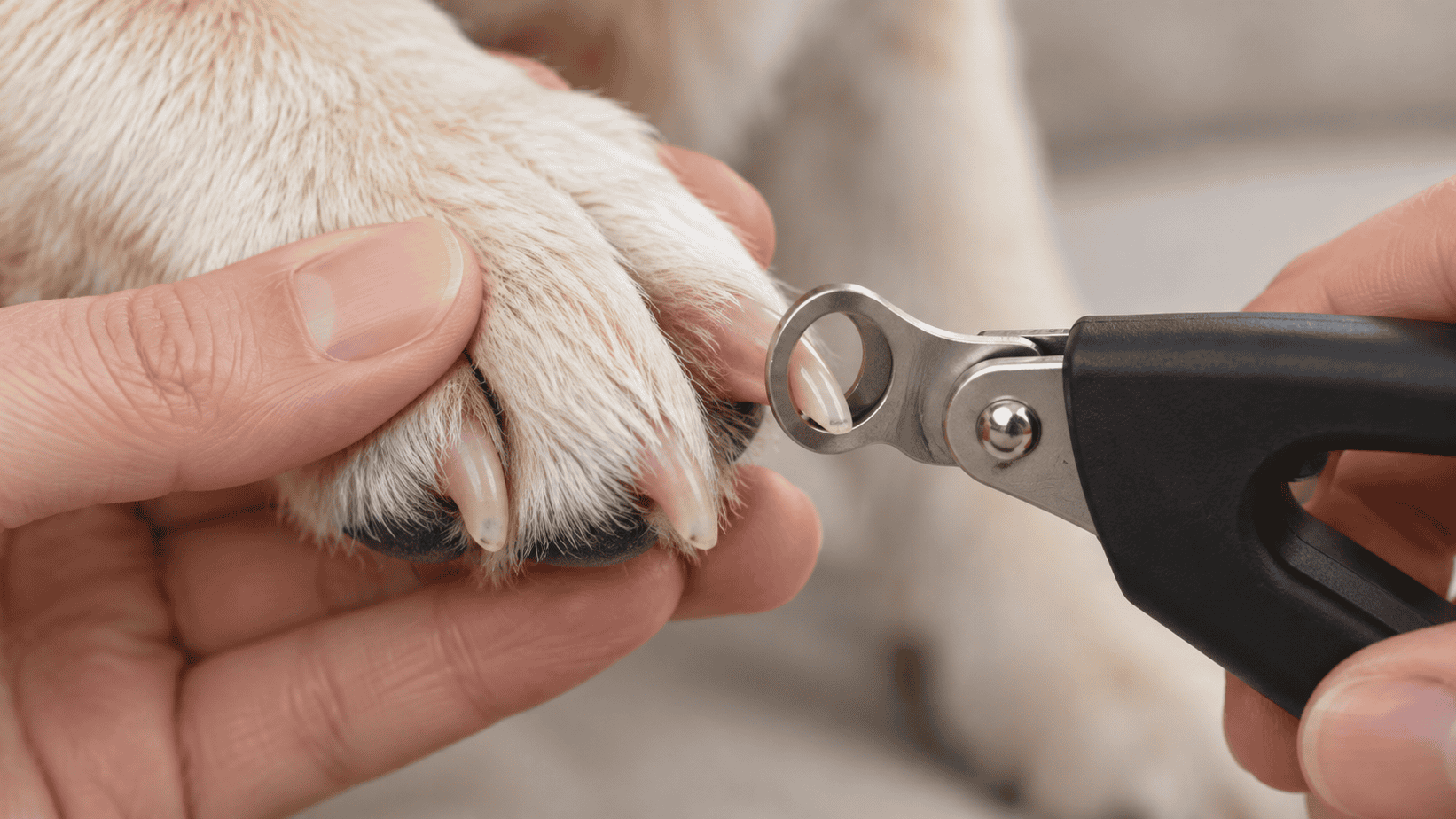 Guillotine clipper ring around only the free tip of a clear dog nail.