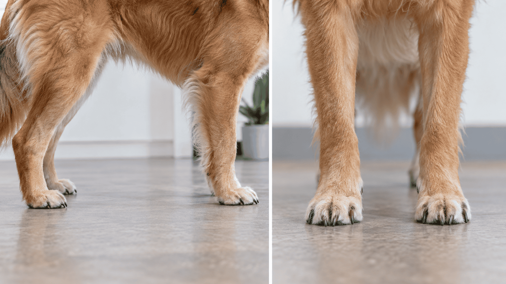 Side and front views showing healthy dog nail length and neutral toe position.