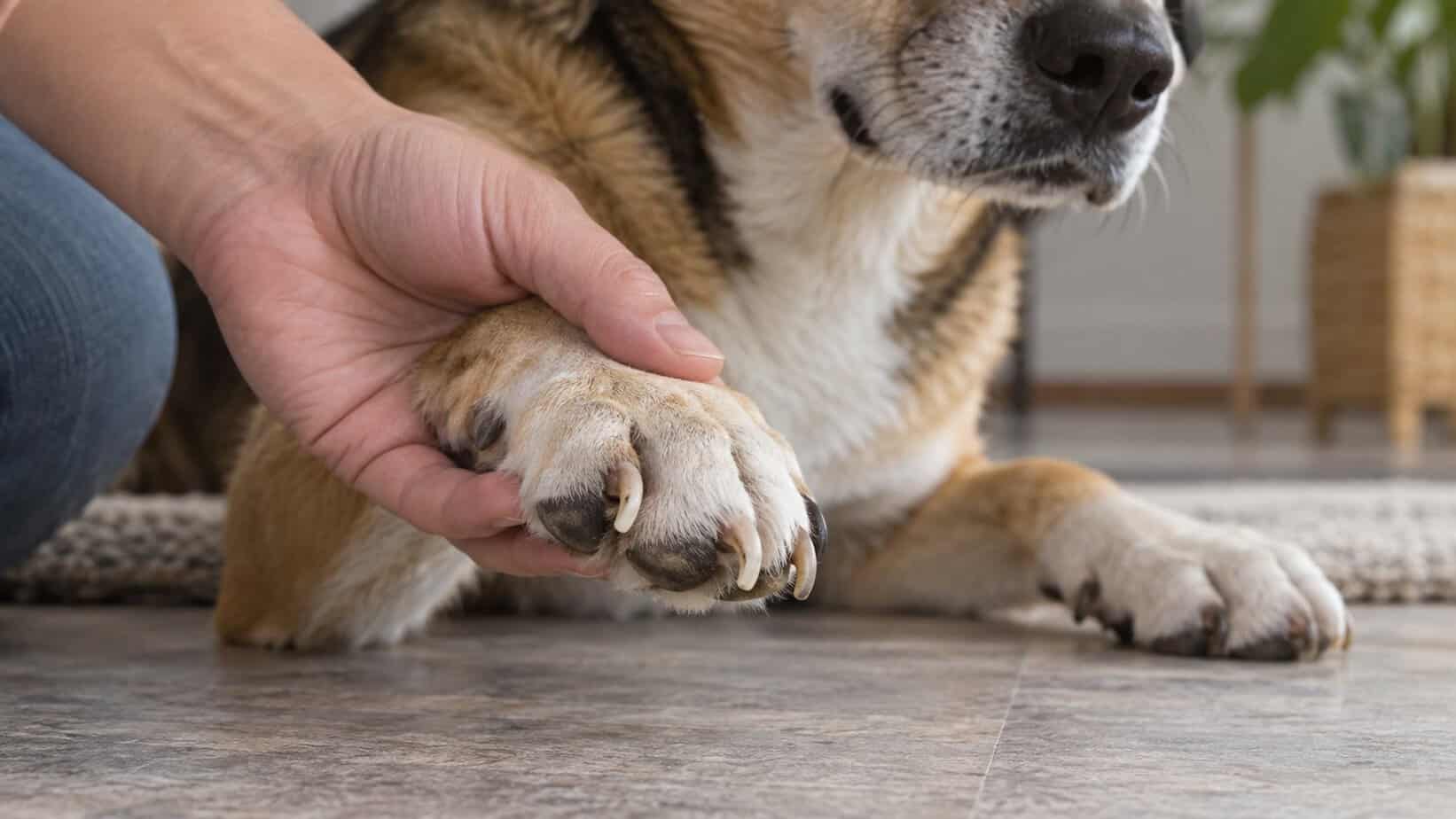 Person gently inspecting a dog’s curved nails while the tips remain free of the paw pad.