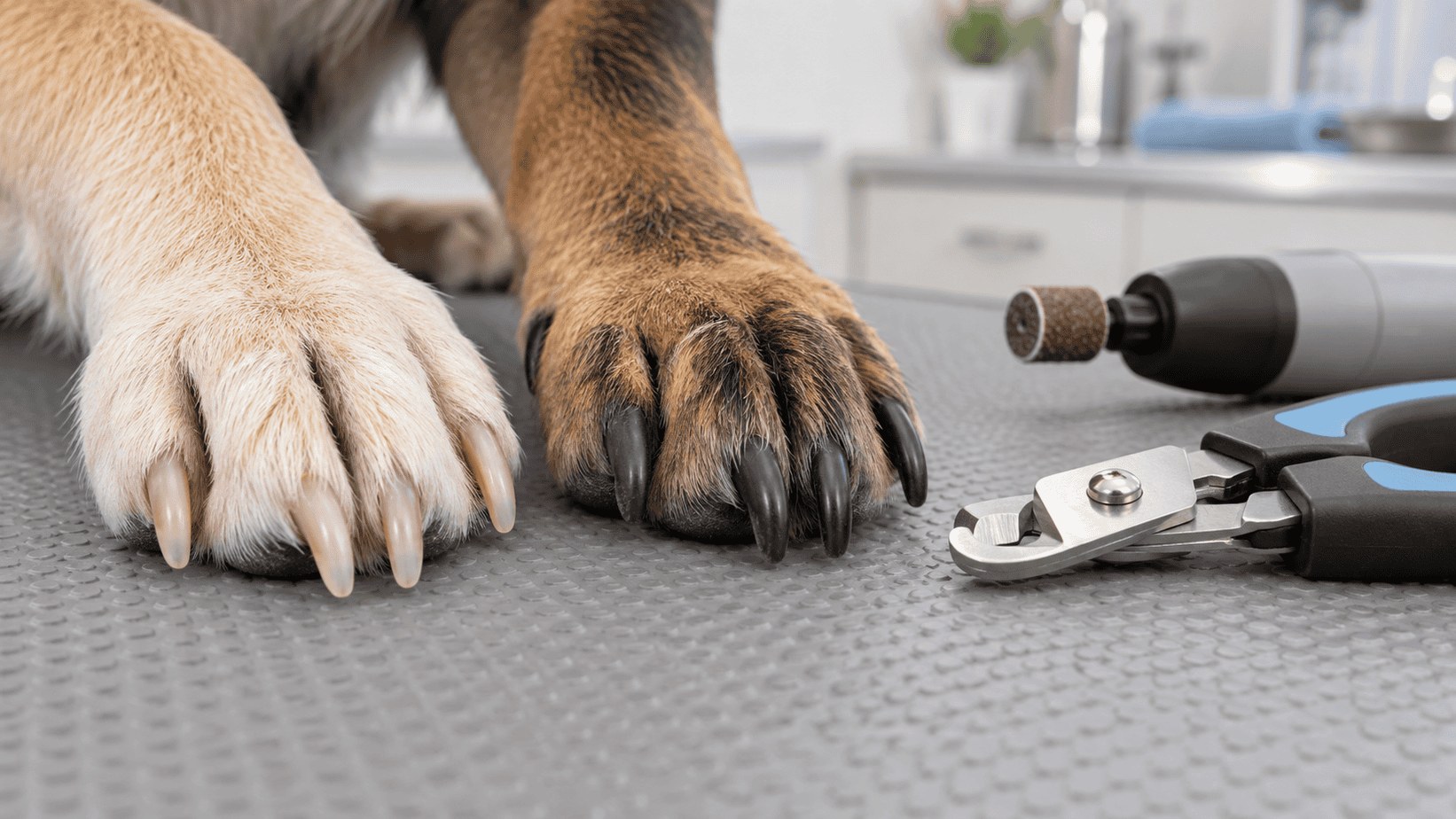 Light and dark dog nails beside clippers and a grinder for conservative trimming.