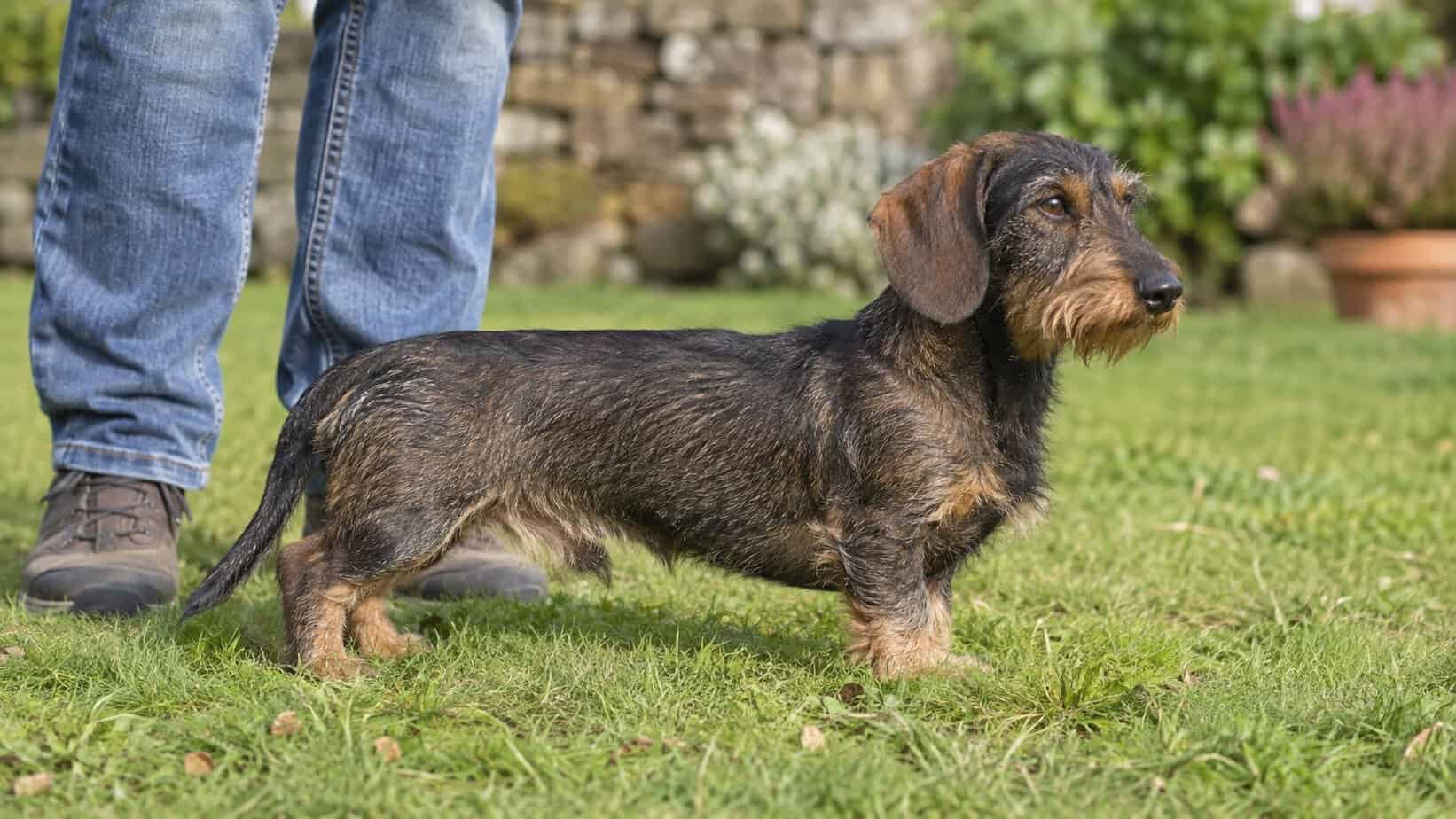 Side profile of a miniature wirehaired Dachshund beside an adult for size context