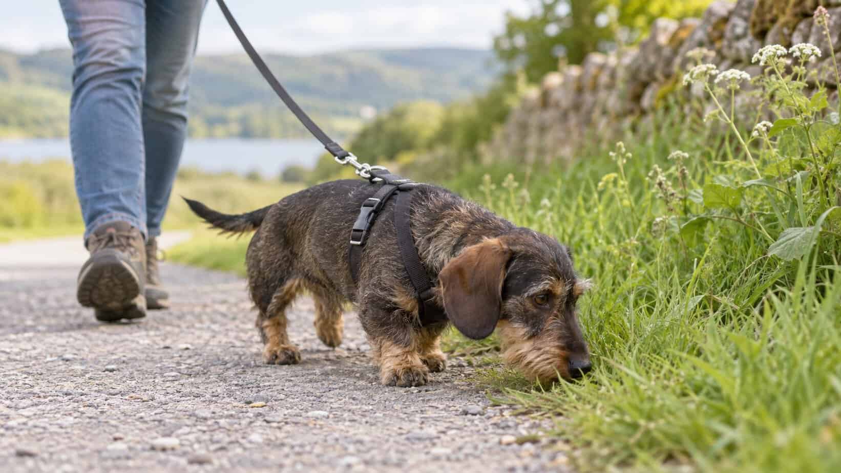 Miniature wirehaired Dachshund sniffing grass on a loose leash in a fitted harness