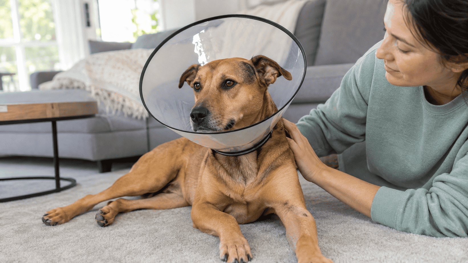 Dog wearing a properly fitted recovery collar to prevent licking a small skin spot