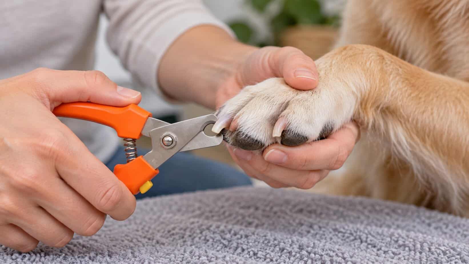 Handler positioning dog nail clippers at the tip of a light-colored nail