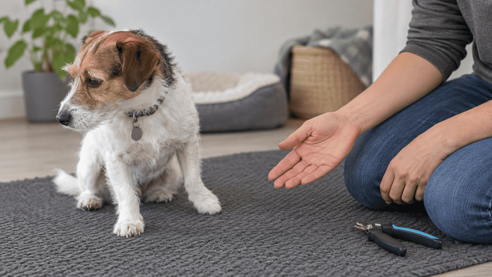 Small dog turns away during nail care as the handler releases the paw and pauses