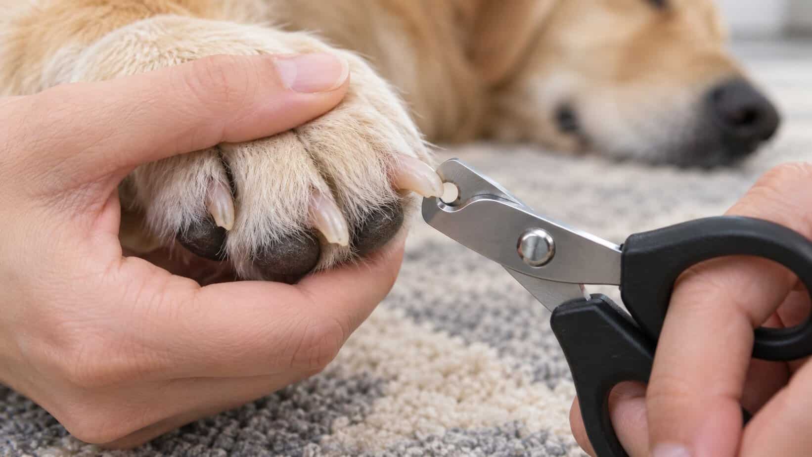 Dog nail clipper positioned at the very tip of a pale nail while the paw is gently supported.