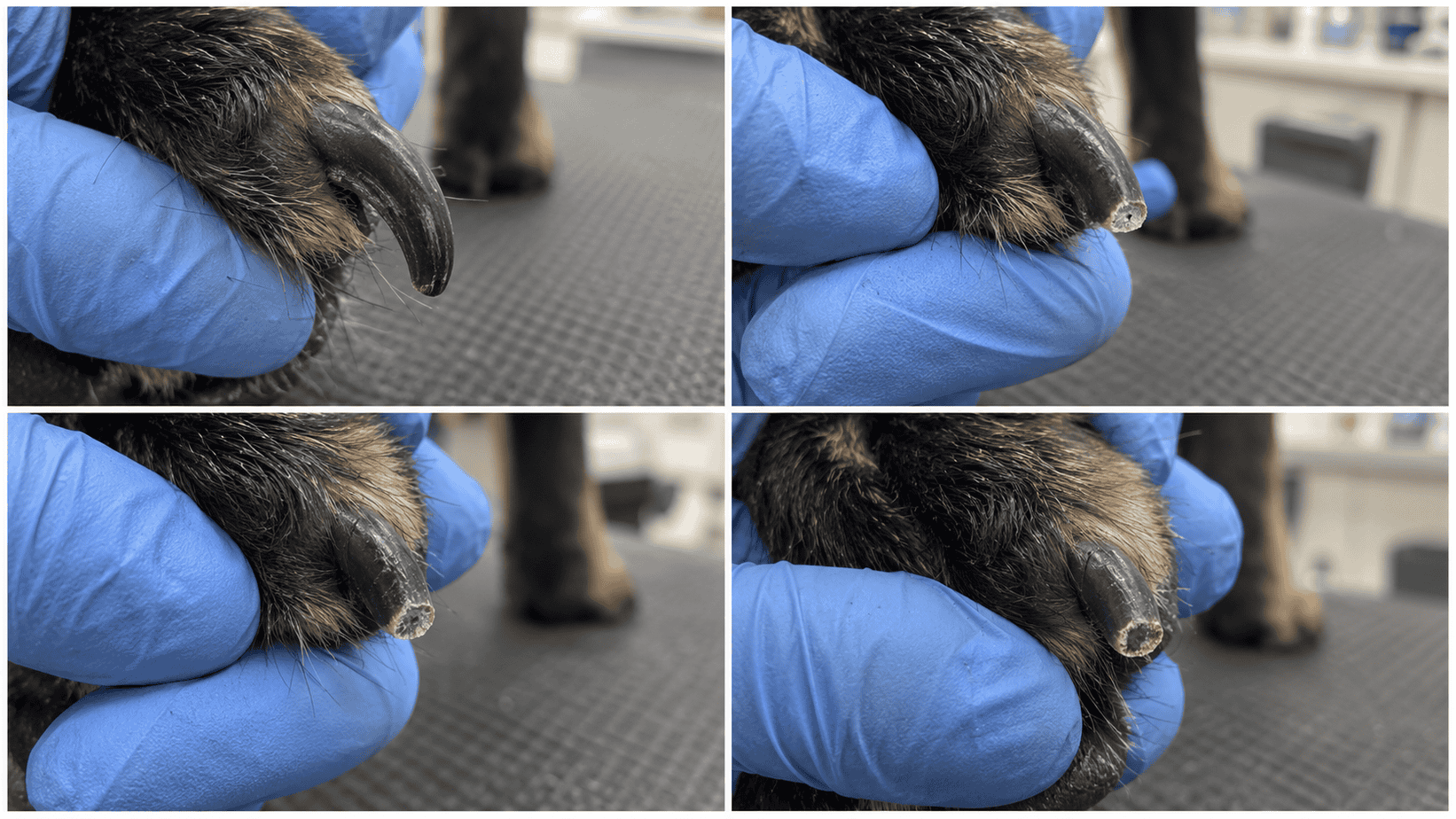 Four-stage veterinary photo sequence showing a black dog nail before and after small trims as the cut surface changes.